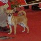 Exposición Internacional de Badajoz EXC 1º al mejor cachorro de chihuahua